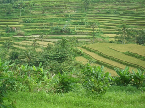 Rice fields in Bali